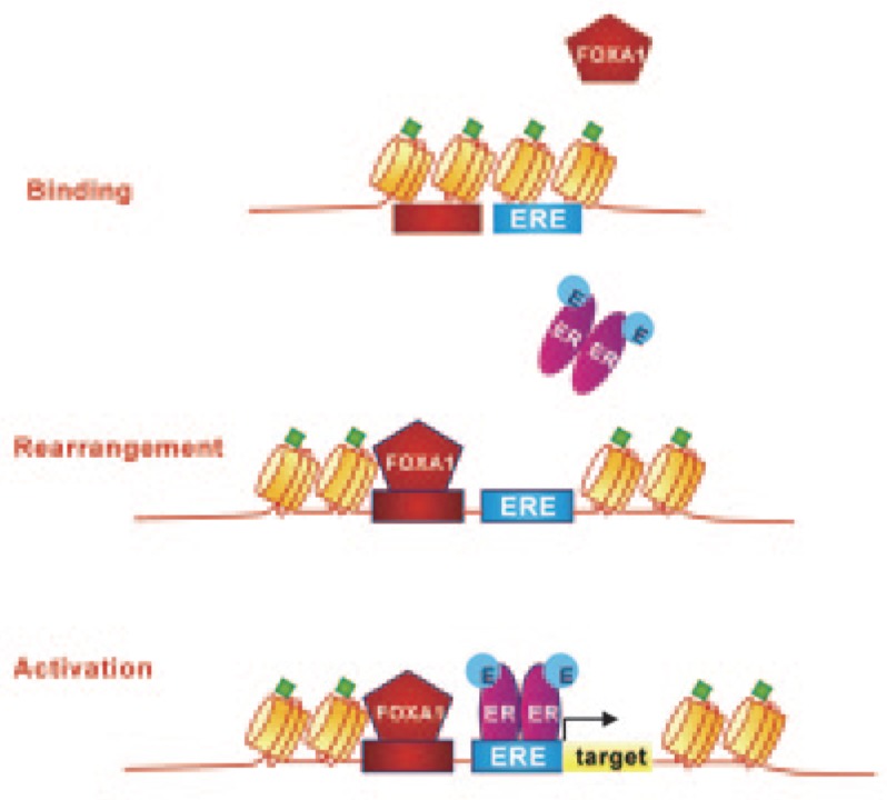 The role of maintenance proteins in the preservation of epithelial cell identity during mammary gland remodeling and breast cancer initiation.