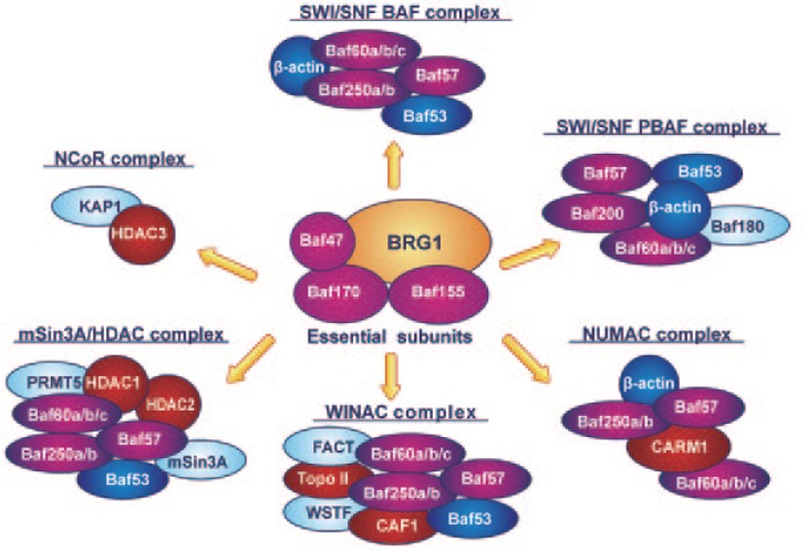 The role of maintenance proteins in the preservation of epithelial cell identity during mammary gland remodeling and breast cancer initiation.