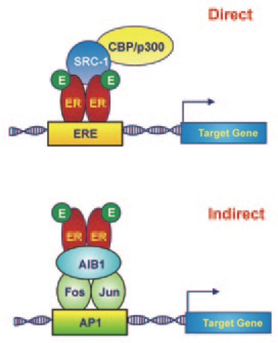 The role of maintenance proteins in the preservation of epithelial cell identity during mammary gland remodeling and breast cancer initiation.