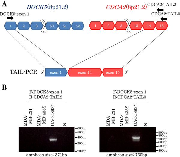 Development of detection method for novel fusion gene using GeneChip exon array.