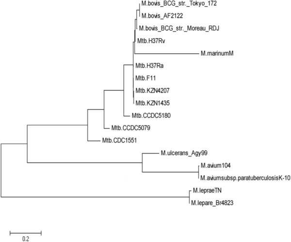 A novel molecular typing method of Mycobacteria based on DNA barcoding visualization.