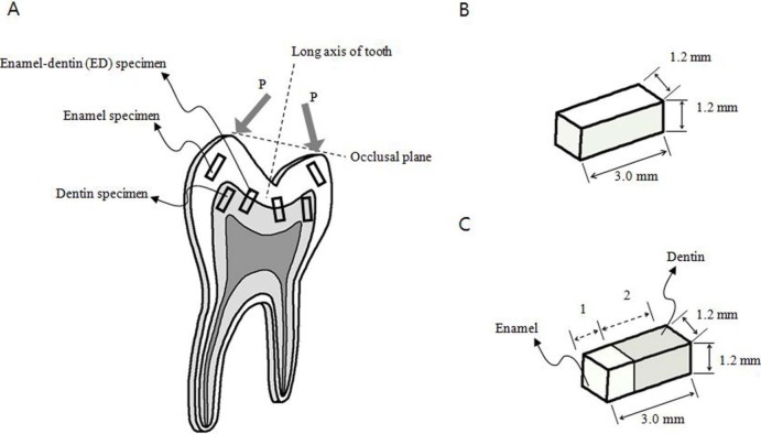 Comparison of mechanical property and role between enamel and dentin in the human teeth.