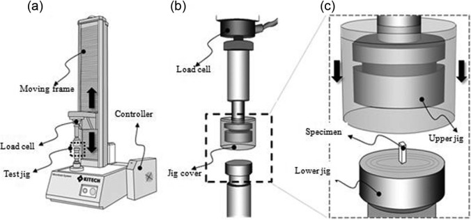 Comparison of mechanical property and role between enamel and dentin in the human teeth.