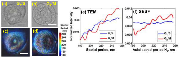 Investigation of nanoscale structural alterations of cell nucleus as an early sign of cancer.