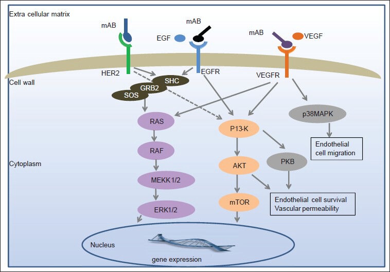 Targeted therapy in gastrointestinal malignancies.