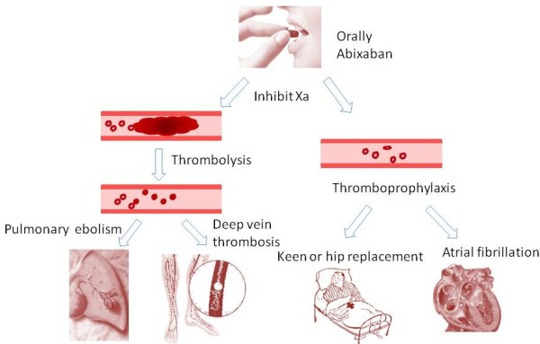 Apixaban for oral antithrombotic therapy: is a new era coming?