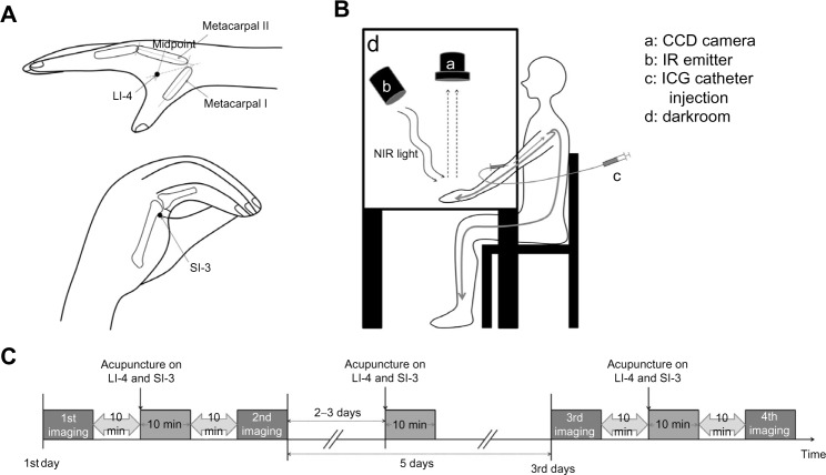 Application of dynamic indocyanine green perfusion imaging for evaluation of vasoactive effect of acupuncture: a preliminary follow-up study on normal healthy volunteers.