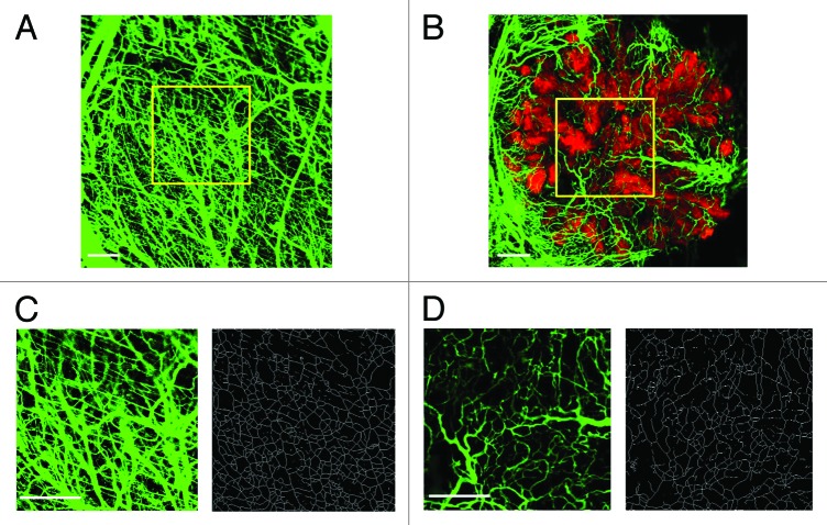 Optimization of the dorsal skinfold window chamber model and multi-parametric characterization of tumor-associated vasculature.