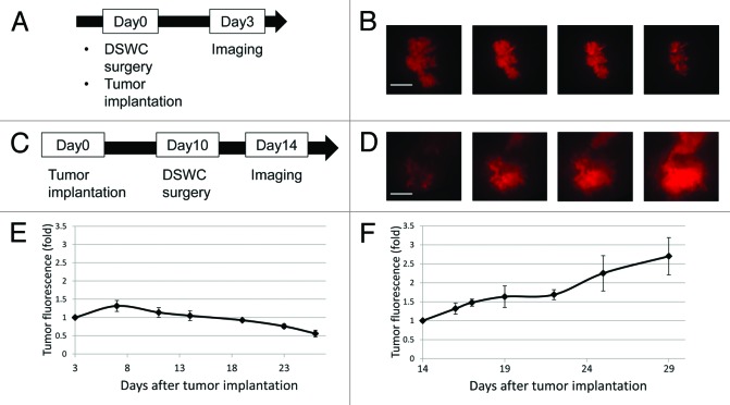 Optimization of the dorsal skinfold window chamber model and multi-parametric characterization of tumor-associated vasculature.