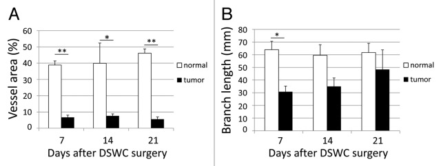 Optimization of the dorsal skinfold window chamber model and multi-parametric characterization of tumor-associated vasculature.