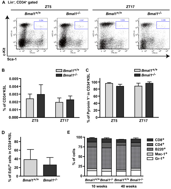 Clock gene Bmal1 is dispensable for intrinsic properties of murine hematopoietic stem cells.