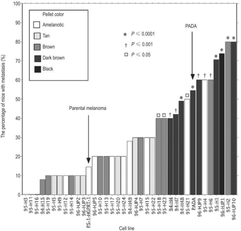 Fusion of bone marrow-derived cells with cancer cells: metastasis as a secondary disease in cancer.