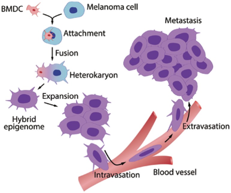 Fusion of bone marrow-derived cells with cancer cells: metastasis as a secondary disease in cancer.