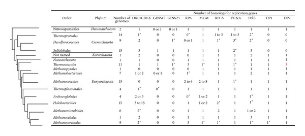 Diversity of the DNA replication system in the Archaea domain.