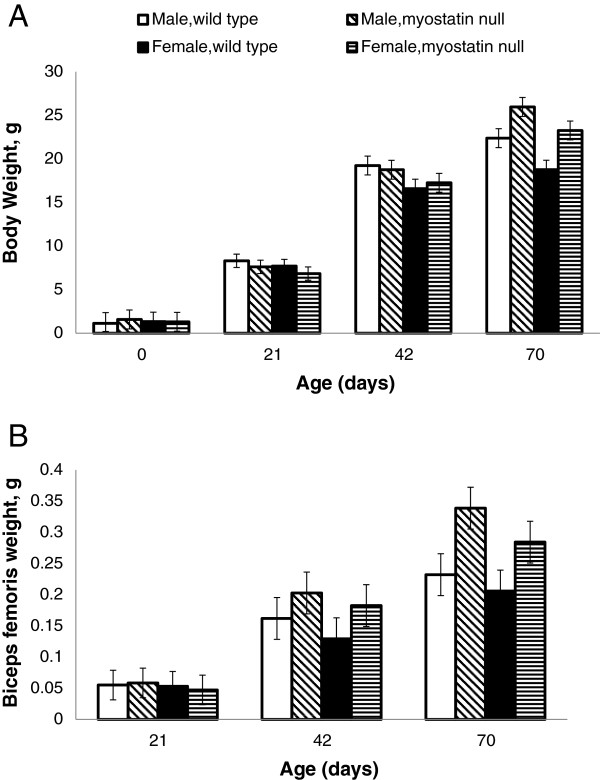 Reductions in expression of growth regulating genes in skeletal muscle with age in wild type and myostatin null mice.