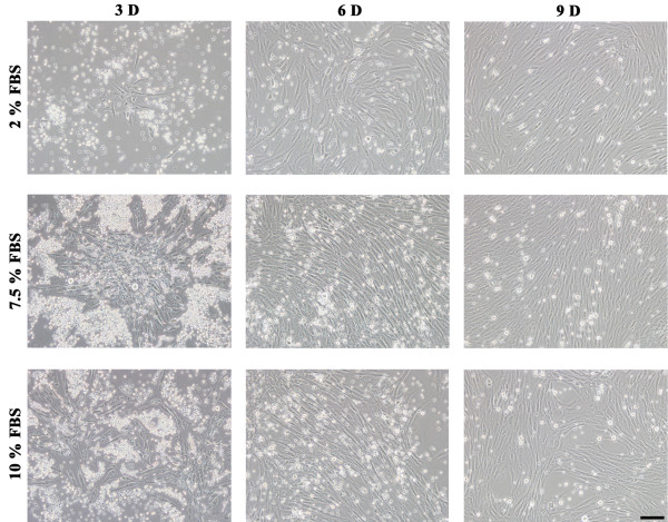 Isolation and characterization of endothelial progenitor cells from Rhesus monkeys.