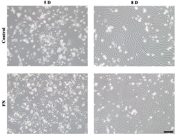 Isolation and characterization of endothelial progenitor cells from Rhesus monkeys.