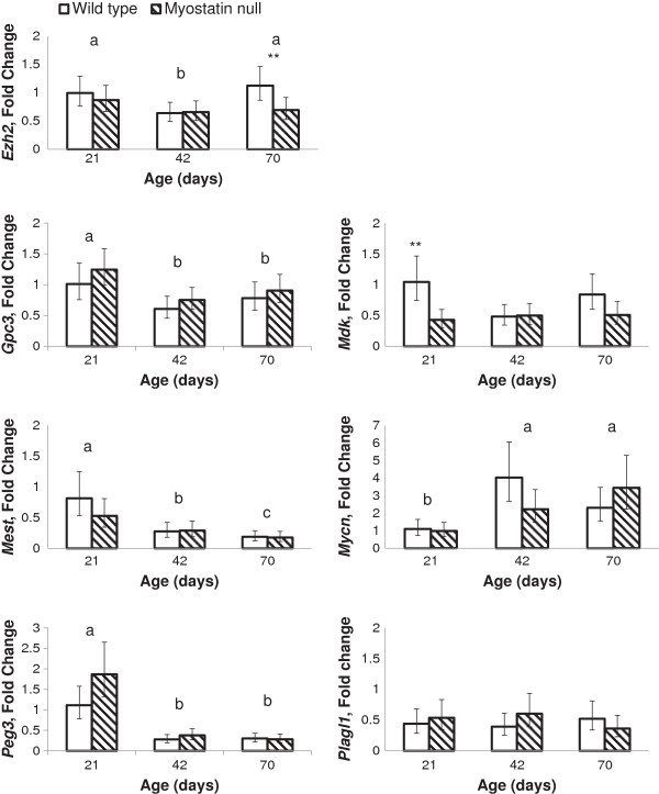 Reductions in expression of growth regulating genes in skeletal muscle with age in wild type and myostatin null mice.