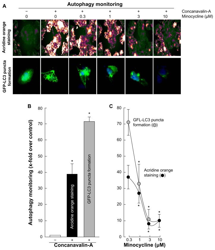 Tetracycline derivative minocycline inhibits autophagy and inflammation in concanavalin-a-activated human hepatoma cells.