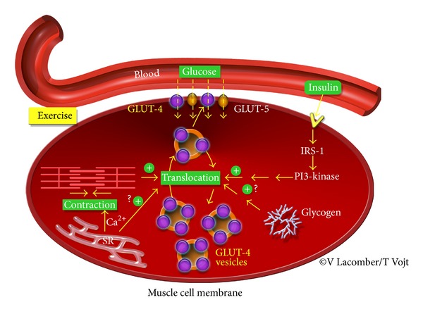 Expression and regulation of facilitative glucose transporters in equine insulin-sensitive tissue: from physiology to pathology.