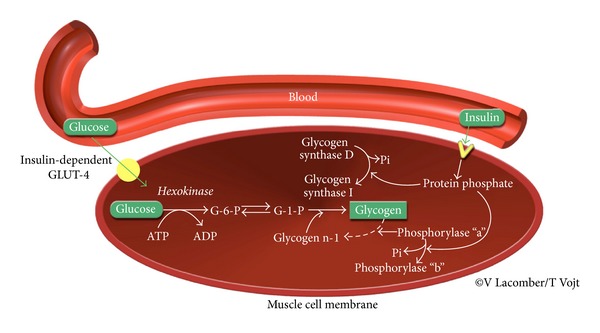 Expression and regulation of facilitative glucose transporters in equine insulin-sensitive tissue: from physiology to pathology.