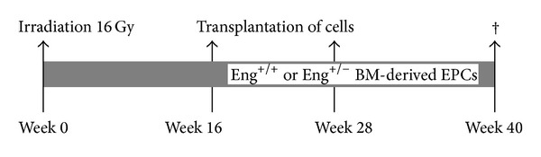 Mouse bone marrow-derived endothelial progenitor cells do not restore radiation-induced microvascular damage.