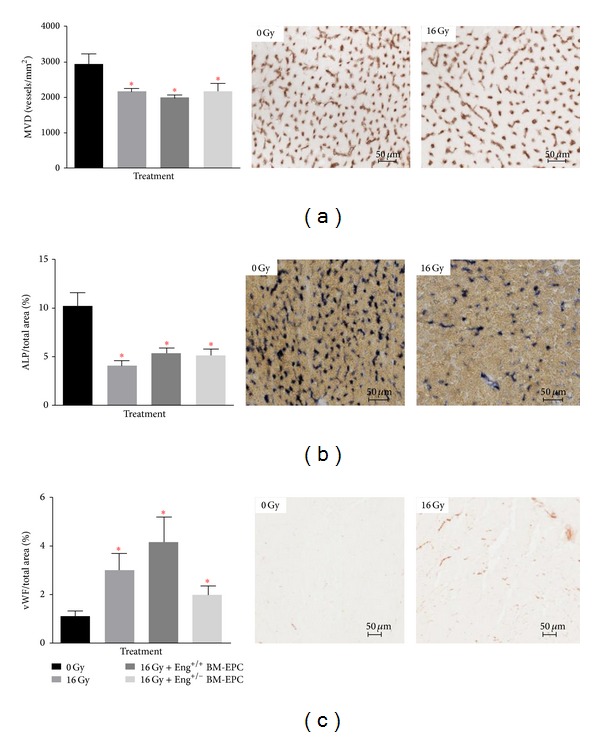 Mouse bone marrow-derived endothelial progenitor cells do not restore radiation-induced microvascular damage.