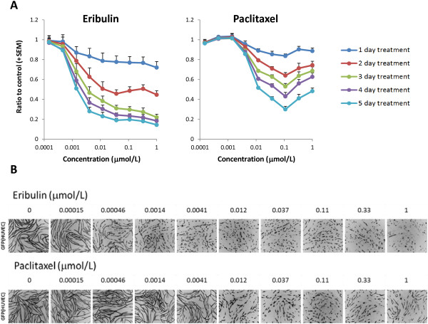 Eribulin mesylate exerts specific gene expression changes in pericytes and shortens pericyte-driven capillary network in vitro.