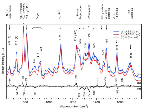 Raman characterization of Avocado Sunblotch viroid and its response to external perturbations and self-cleavage.