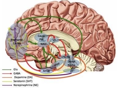 Imaging the pathophysiology of major depressive disorder - from localist models to circuit-based analysis.