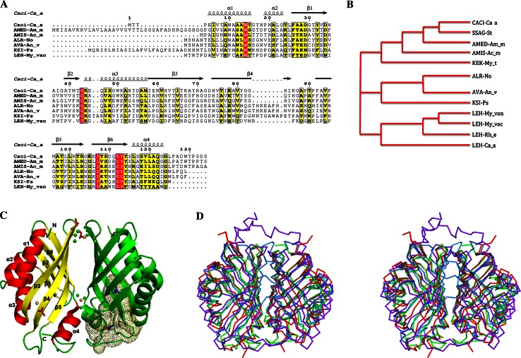 Structural characterization of a hypothetical protein: a potential agent involved in trimethylamine metabolism in Catenulispora acidiphila.