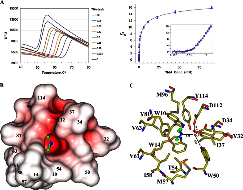 Structural characterization of a hypothetical protein: a potential agent involved in trimethylamine metabolism in Catenulispora acidiphila.