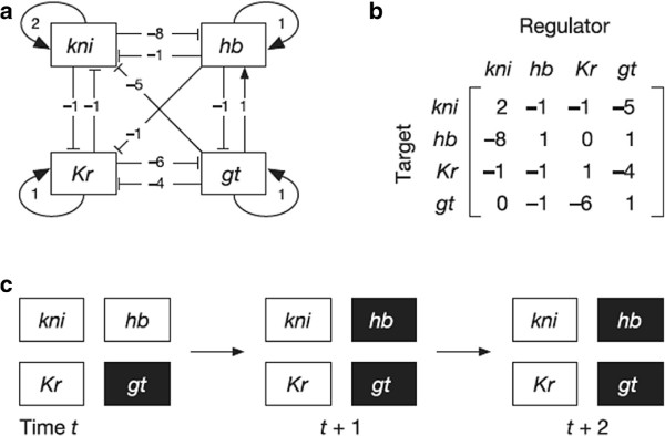 Analysis of gene network robustness based on saturated fixed point attractors.