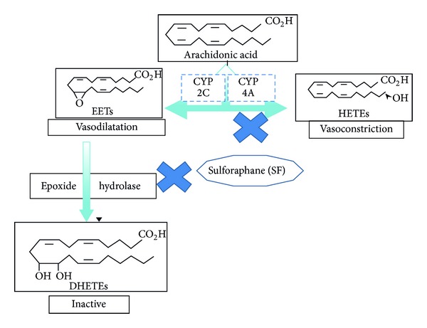 Modulation of arachidonic Acid metabolism in the rat kidney by sulforaphane: implications for regulation of blood pressure.