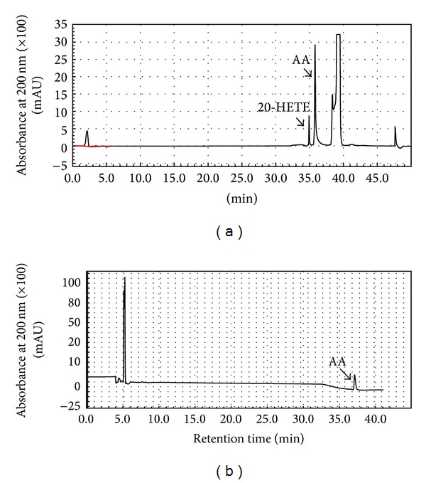 Modulation of arachidonic Acid metabolism in the rat kidney by sulforaphane: implications for regulation of blood pressure.