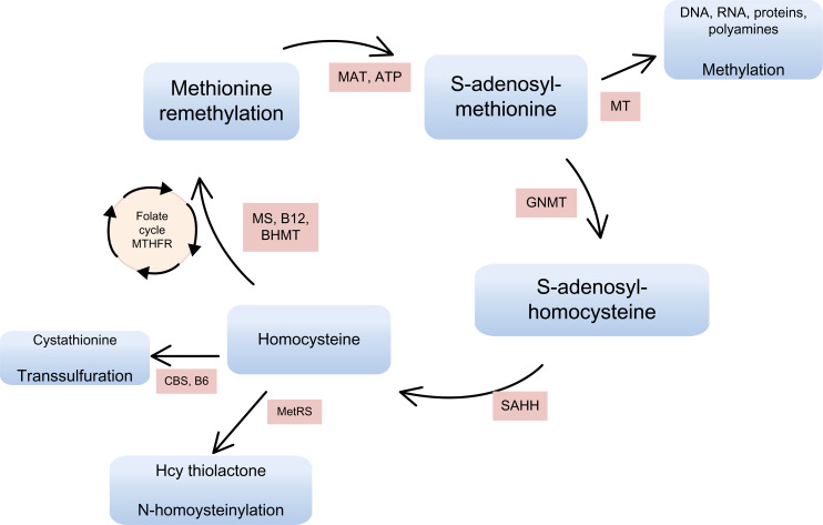 Neurodegeneration in multiple sclerosis involves multiple pathogenic mechanisms.