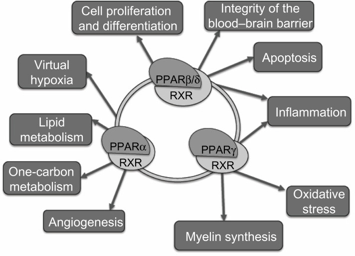 Neurodegeneration in multiple sclerosis involves multiple pathogenic mechanisms.