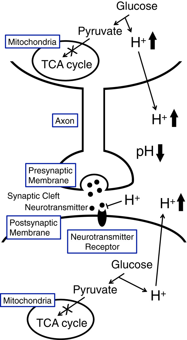Low pH of interstitial fluid around hippocampus of the brain in diabetic OLETF rats.