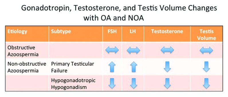 Review of Azoospermia.