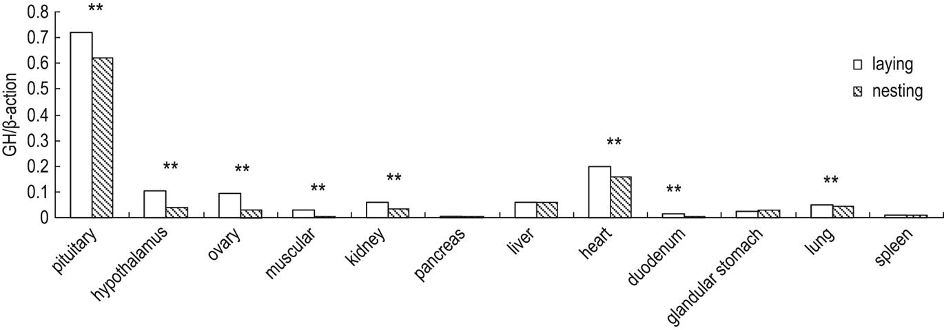 GH gene polymorphisms and expression associated with egg laying in muscovy ducks (Cairina moschata)