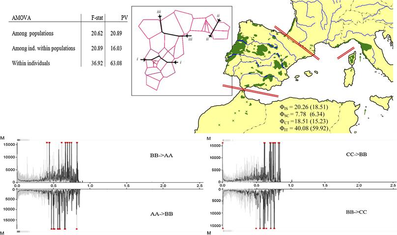 Range-wide genetic structure of maritime pine predates the last glacial maximum: evidence from nuclear DNA