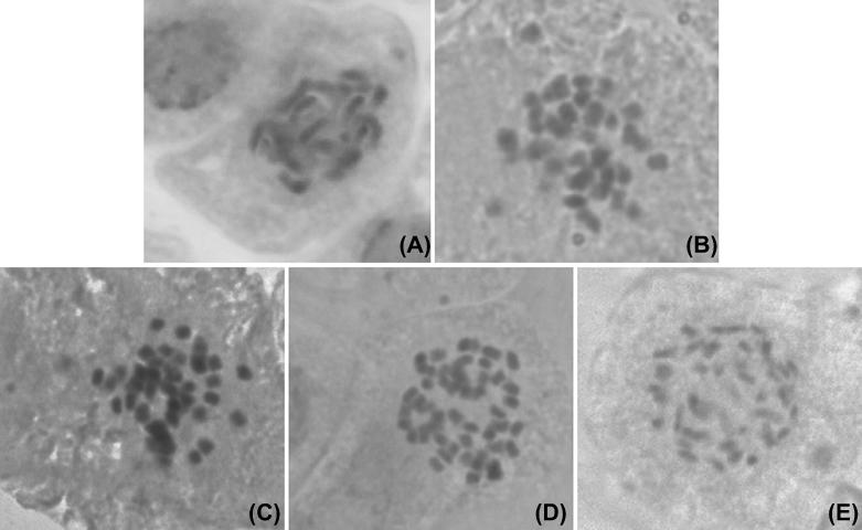 Pollen-mediated gene flow from a commercial potato cultivar to the wild relative S. chacoense Bitter under experimental field conditions in Argentina