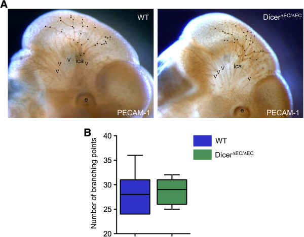 The role of RNA interference in the developmental separation of blood and lymphatic vasculature.