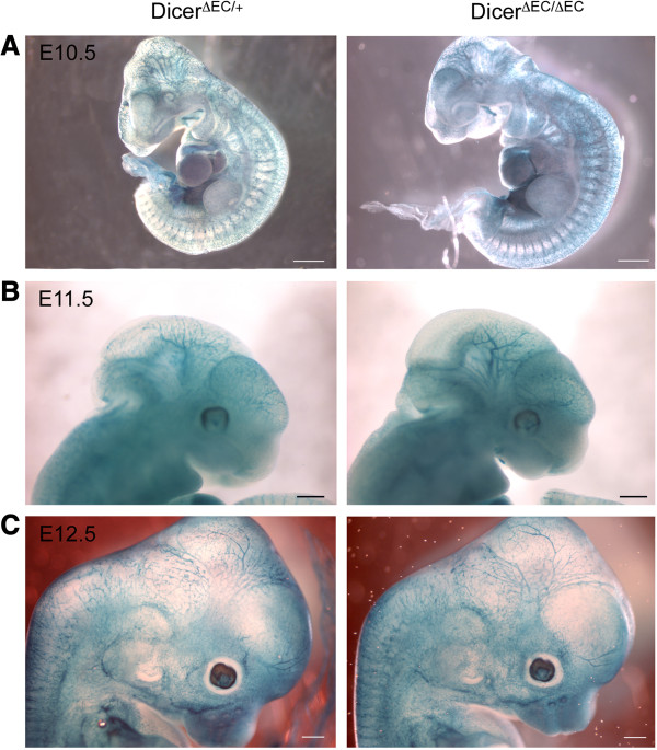 The role of RNA interference in the developmental separation of blood and lymphatic vasculature.