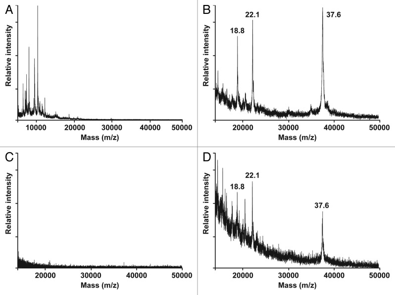 Rapid <i>Burkholderia pseudomallei</i> identification and antibiotic resistance determination by bacteriophage amplification and MALDI-TOF MS.