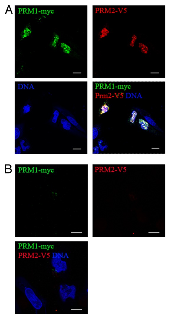 The nuclear form of glutathione peroxidase 4 colocalizes and directly interacts with protamines in the nuclear matrix during mouse sperm chromatin assembly.