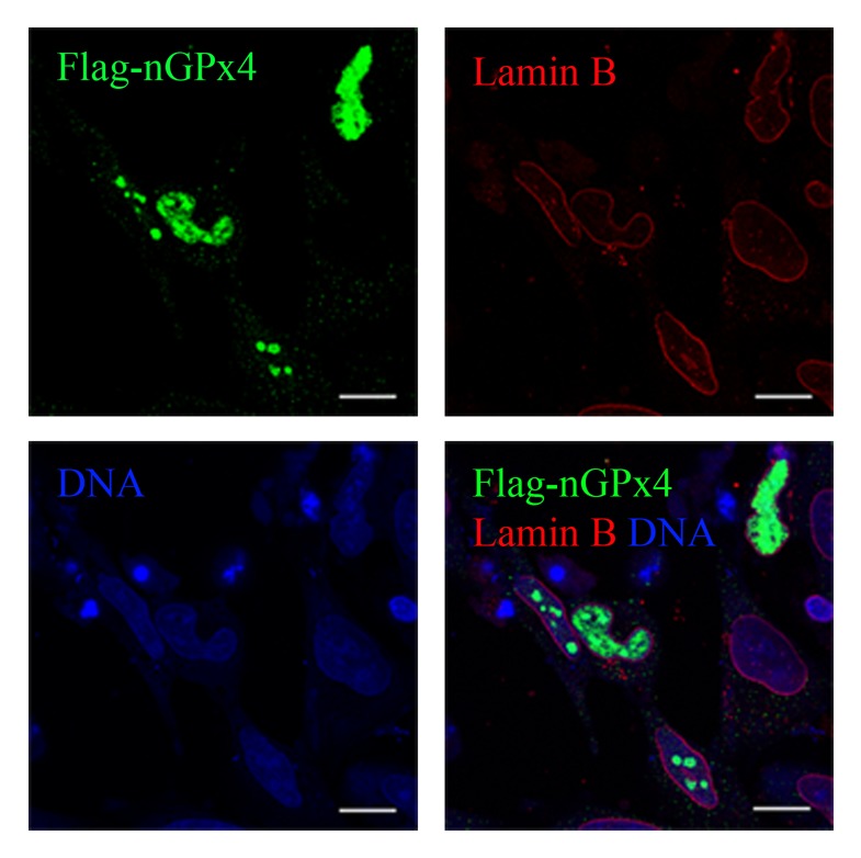 The nuclear form of glutathione peroxidase 4 colocalizes and directly interacts with protamines in the nuclear matrix during mouse sperm chromatin assembly.