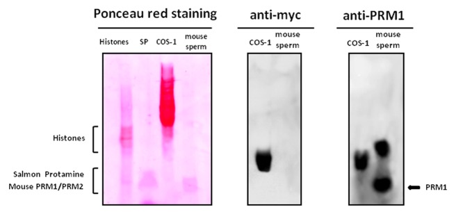 The nuclear form of glutathione peroxidase 4 colocalizes and directly interacts with protamines in the nuclear matrix during mouse sperm chromatin assembly.