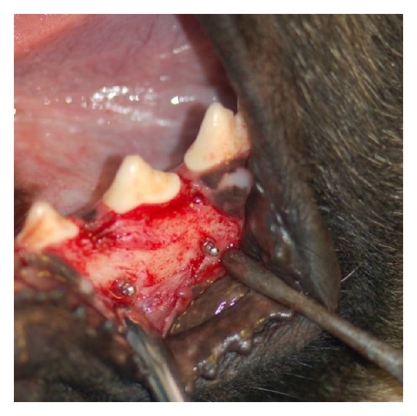 Effect of healing time on bone-implant contact of orthodontic micro-implants: a histologic study.