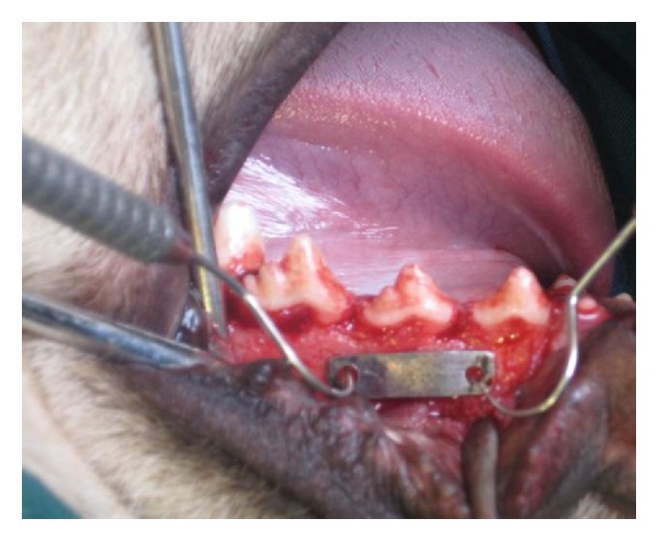 Effect of healing time on bone-implant contact of orthodontic micro-implants: a histologic study.